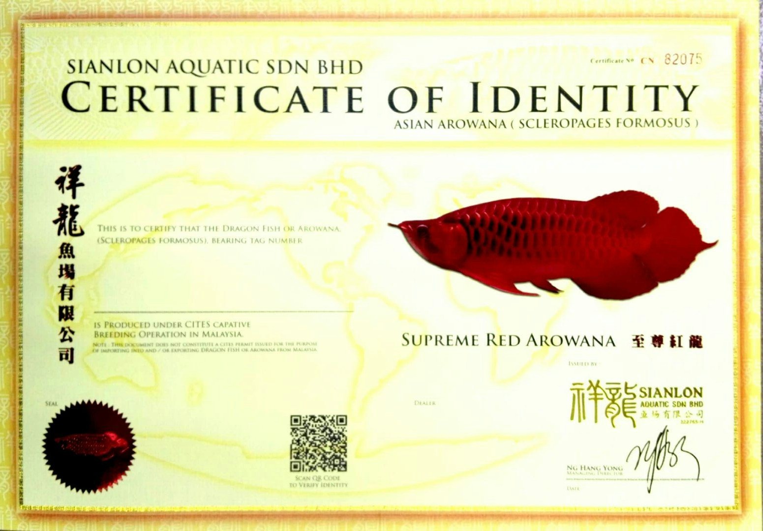 Madaba SUPREME RED AROWANA